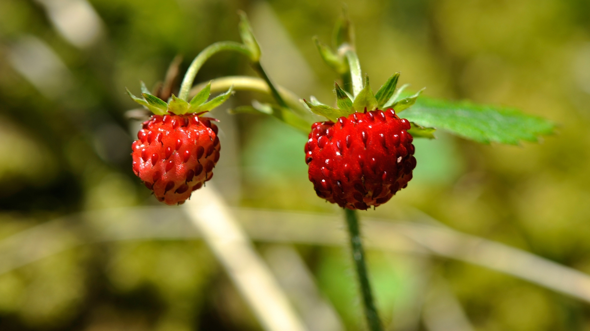 Can I Eat Wild Strawberries